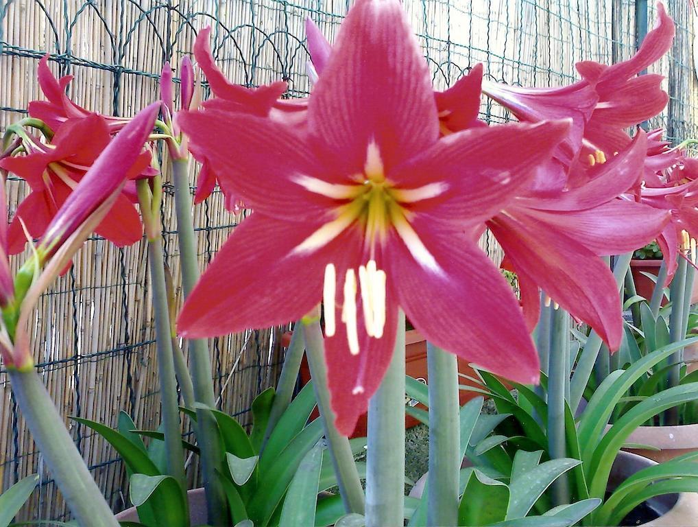 Apartmán Il Giglio Rosso Neapol Pokoj fotografie