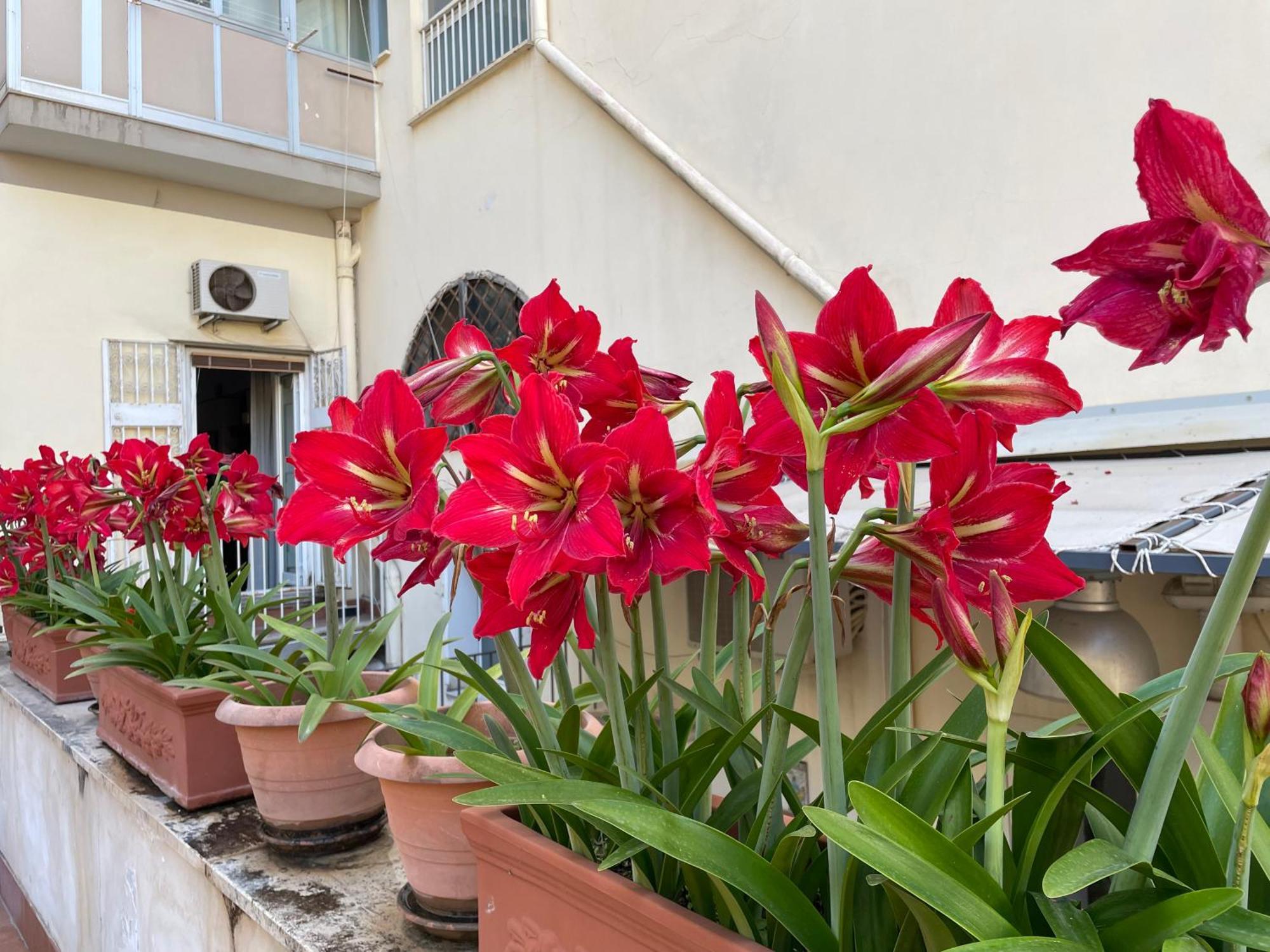 Apartmán Il Giglio Rosso Neapol Exteriér fotografie